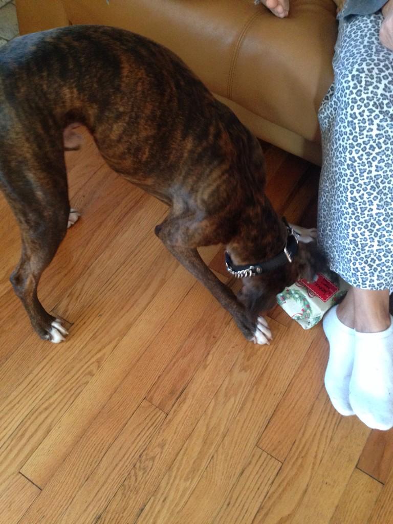 JusticeTheBoxer's tweet photo. It was my first Christmas this year! Mommy and daddy got me so many presents! http://t.co/leCMVHDTEu