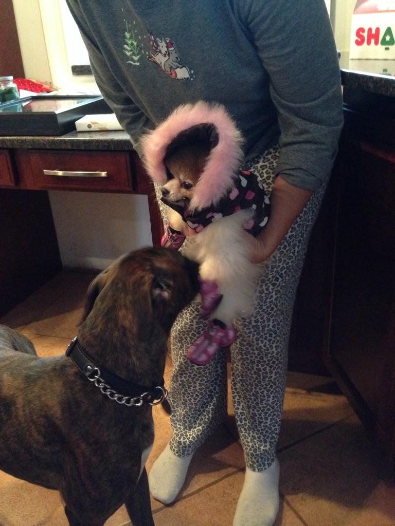 JusticeTheBoxer's tweet photo. And I have a girlfriend 🐺💞 her name I'd Daisy http://t.co/LUkPgIxa1h