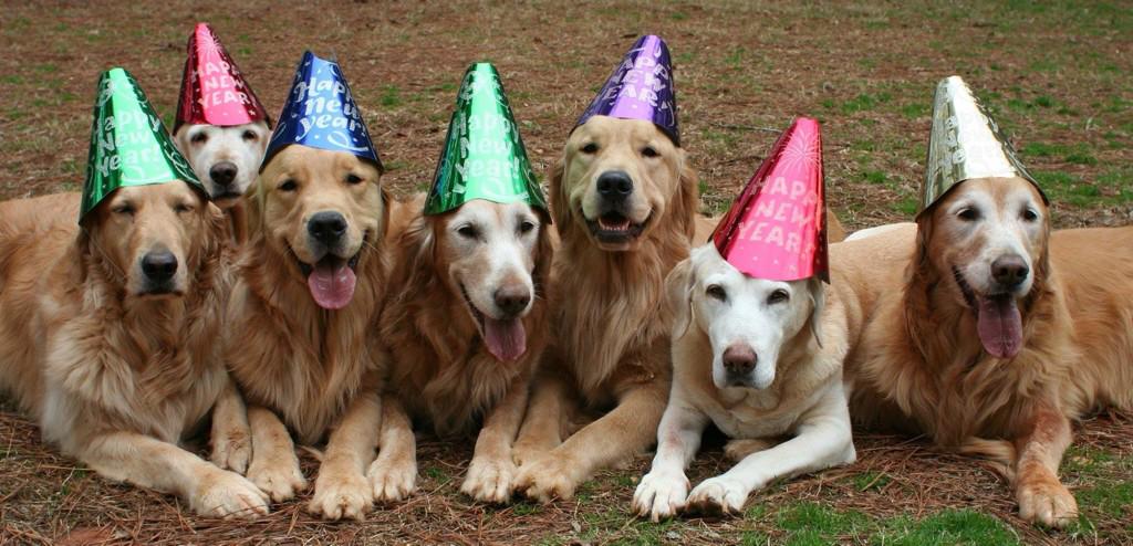 CGADA's tweet image. Happy New Year!