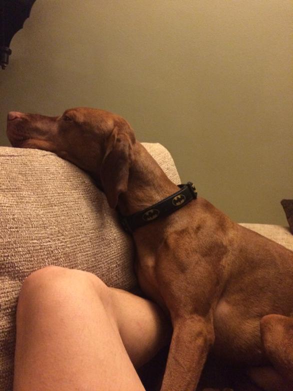zoostation56's tweet photo. Dark night, not bothered!! #batcollar http://t.co/awoR9hRlLO