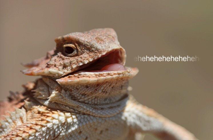 NotCFP_Comittee's tweet photo. TCU fans after the #CottonBowl http://t.co/kFQPuACGDR