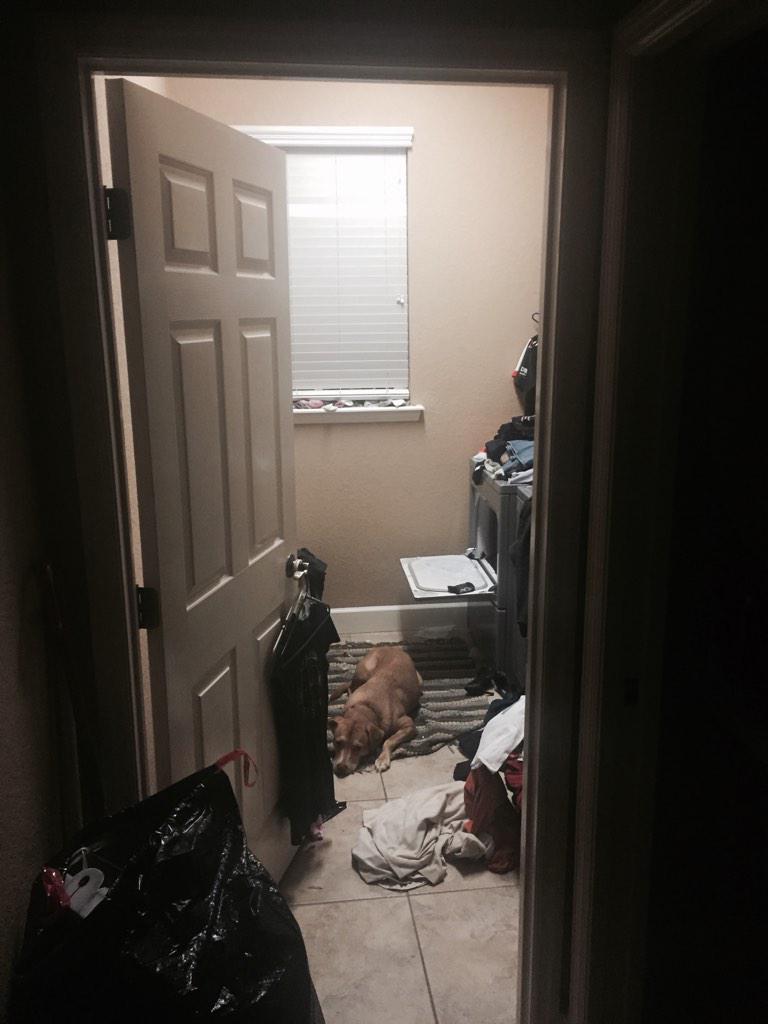 My dog's new spot for the game after the OLeary no call.