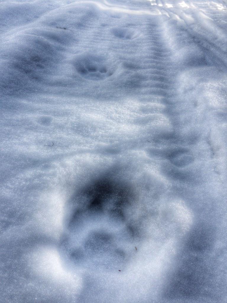 KristyTitus's tweet photo. Found a fresh #cougar track. Time for the #hounds to #trackandtree #predatorhunt Otter Lake Outfitters #bowhunt http://t.co/MBFZBCx3c8