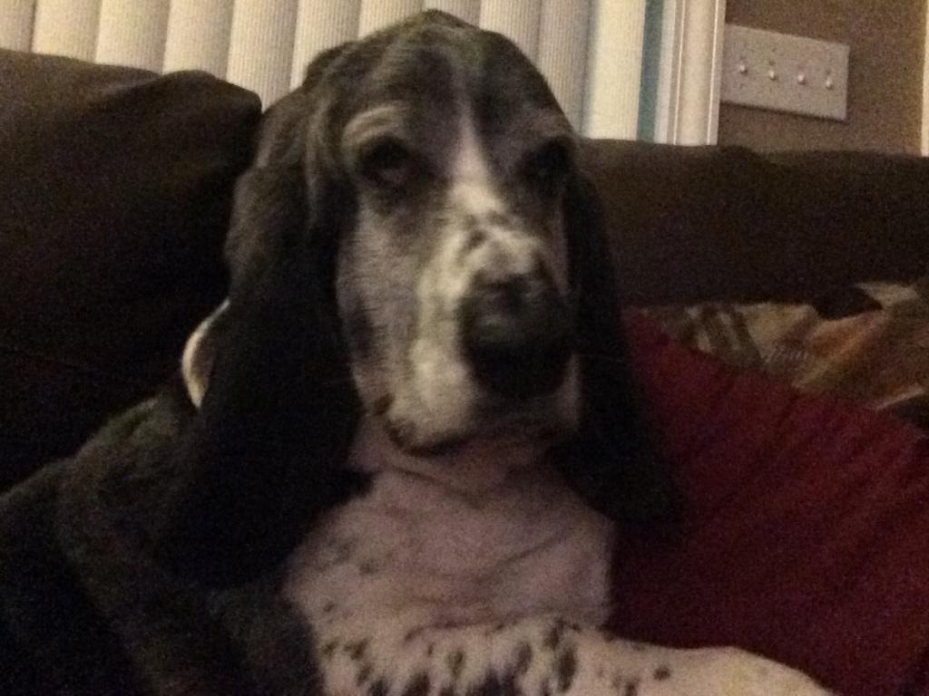 StitchTheDawg's tweet photo. HAPPY NEW YEAR!!!!!! http://t.co/jgG6ioXpr6