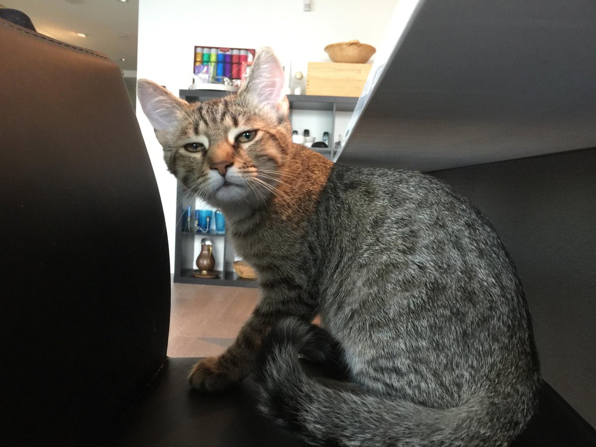 Raheem Kitty tweet media