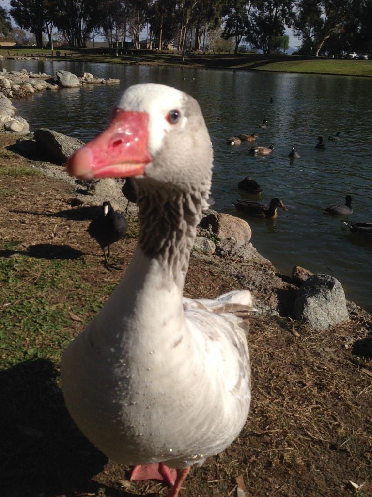 bryanasands's tweet photo. Good night, Twitterland! #RandomDuck #random #goodnight http://t.co/n8tIKwnJ2L
