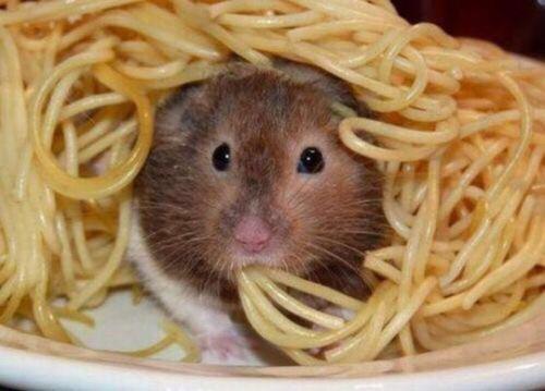CutestPicsDaily's tweet photo. At dinner like.. http://t.co/gsZLYhWMen