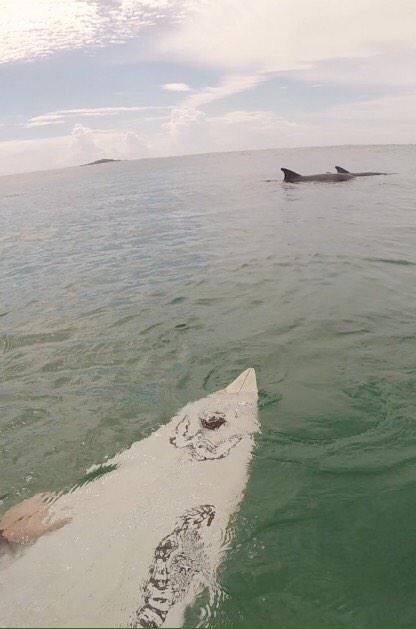 Joshlongreef's tweet photo. Another amazing morning in the water, they're getting closer!
#Dolphins #coffsharbour #feelingGood http://t.co/l3sER4uiyw