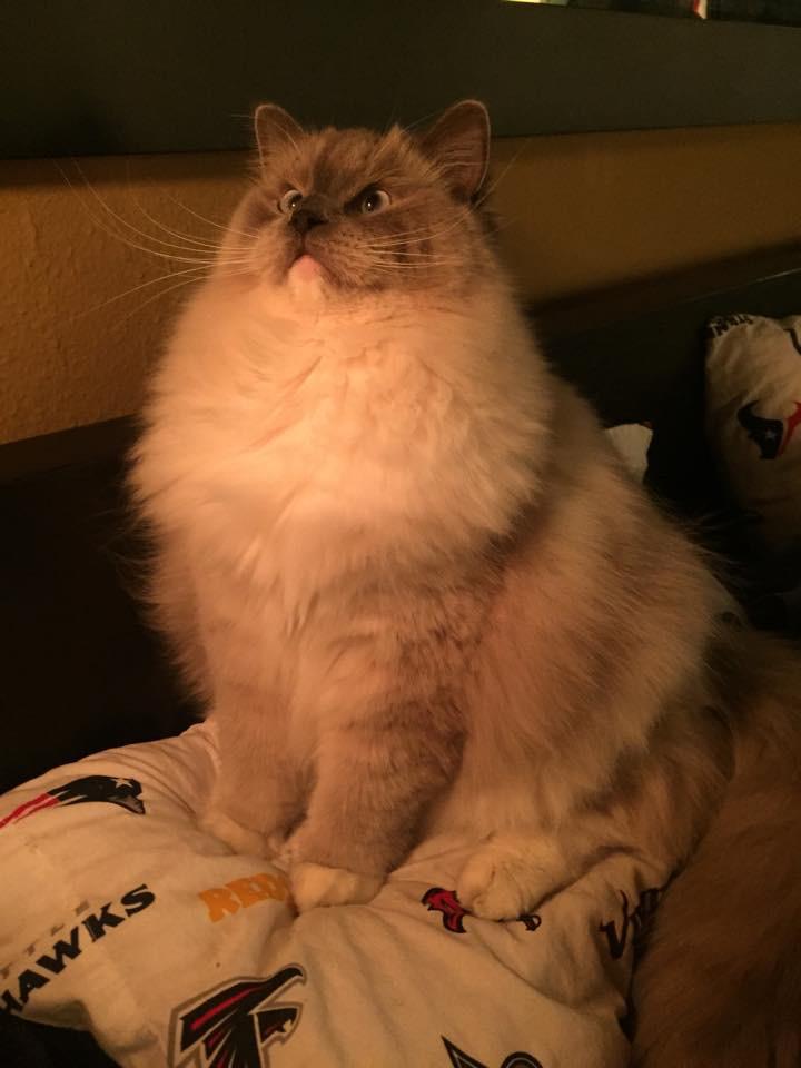 UberPets's tweet photo. A majestic cat named Meatball. http://t.co/CPIPwiJNR5