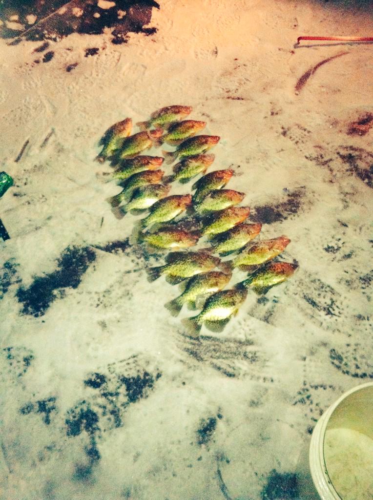MNfishnatic tweet picture