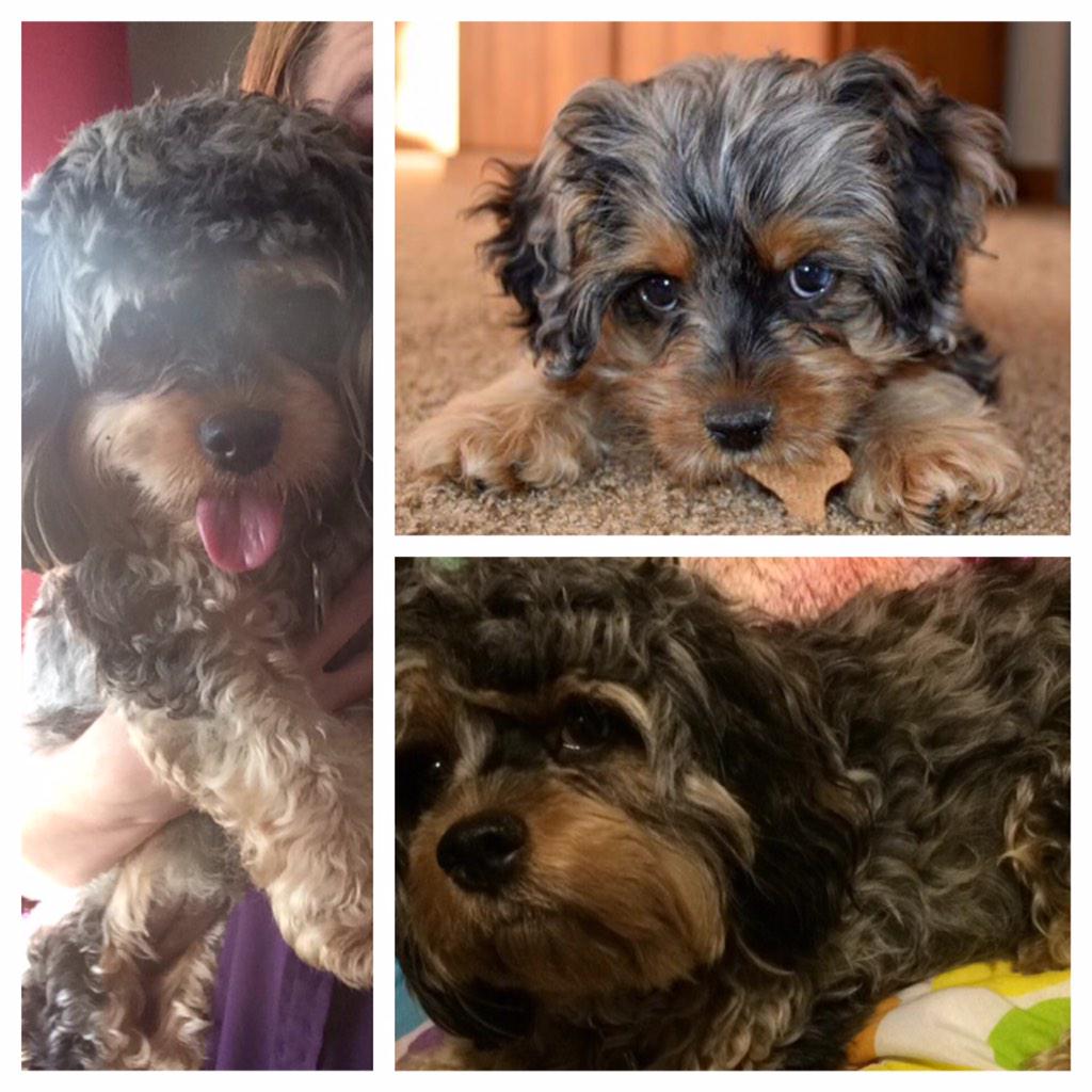 keepercockapoo's tweet image. Transformation Friday. It's been 1 year since my family brought me home! 💘