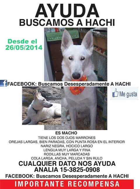 #envacacionesquiero encontrar a Hachiii #seguimosbuscandoahachi