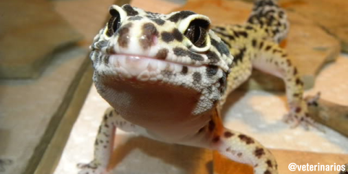 veterinarios's tweet photo. Un gecko leopardo bien cuidado puede vivir más de 20 años. Antes de adquirir uno, debes considerar este dato. http://t.co/FXG4rgFxgd