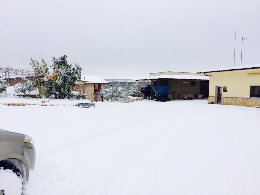 <a href="/AzAgricolaCanni/">Az. Agricola Cannito</a> #Cannito #Drumon #Snow #Apulia #Olivetree #Unexpectedsnow