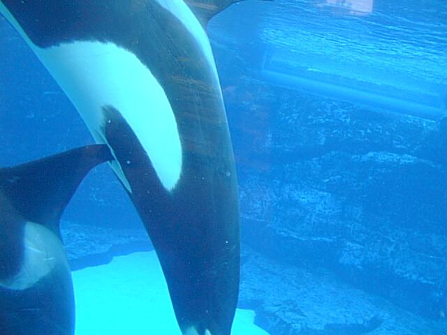 orca_genital's tweet photo. https://t.co/WpmQrD9IFA