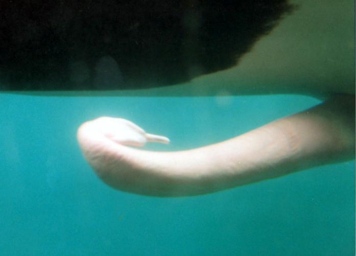 orca_genital's tweet photo. https://t.co/P9Y7sdn1ON