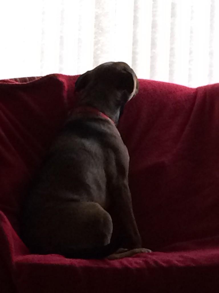 FrankFeisty's tweet photo. @lennyPritchard I can't see it either !! #keeplooking http://t.co/SxudwS1fB9
