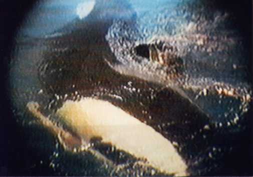 orca_genital's tweet photo. https://t.co/NriPoJLQXQ