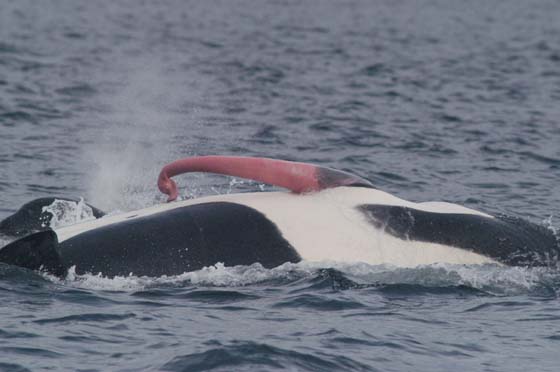 orca_genital's tweet photo. https://t.co/4dGVbkSF2V