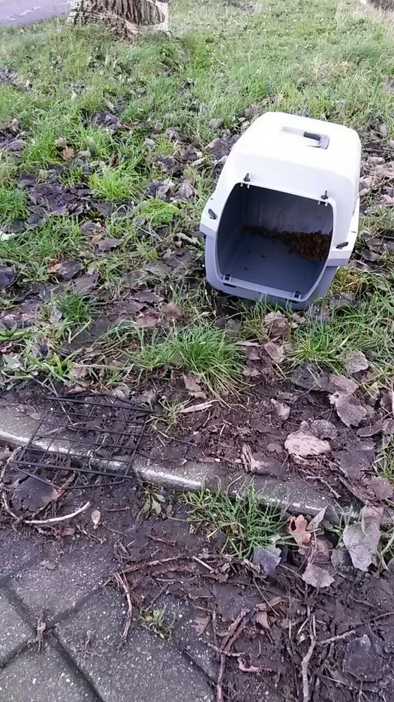 Het nieuwe #jaar begint al goed :-(
Vanmorgen is er een #kat losgelaten #gedumpt bij ons in de straat.Helaas los nu.