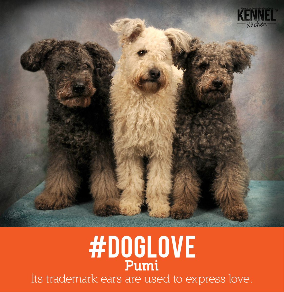 KennelKitchen's tweet photo. #doglove No wagging its tail for a Pumi! #kennelkitchen #dogs #delhi #dogsoftwitter http://t.co/ddAltbNFcJ