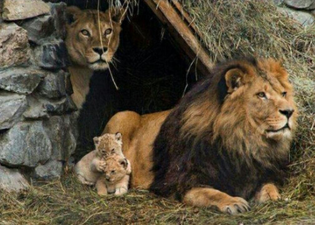 arslan_ms's tweet photo. MUTLU AİLE TABLOSU 👏👏 http://t.co/RO2cGP5COI