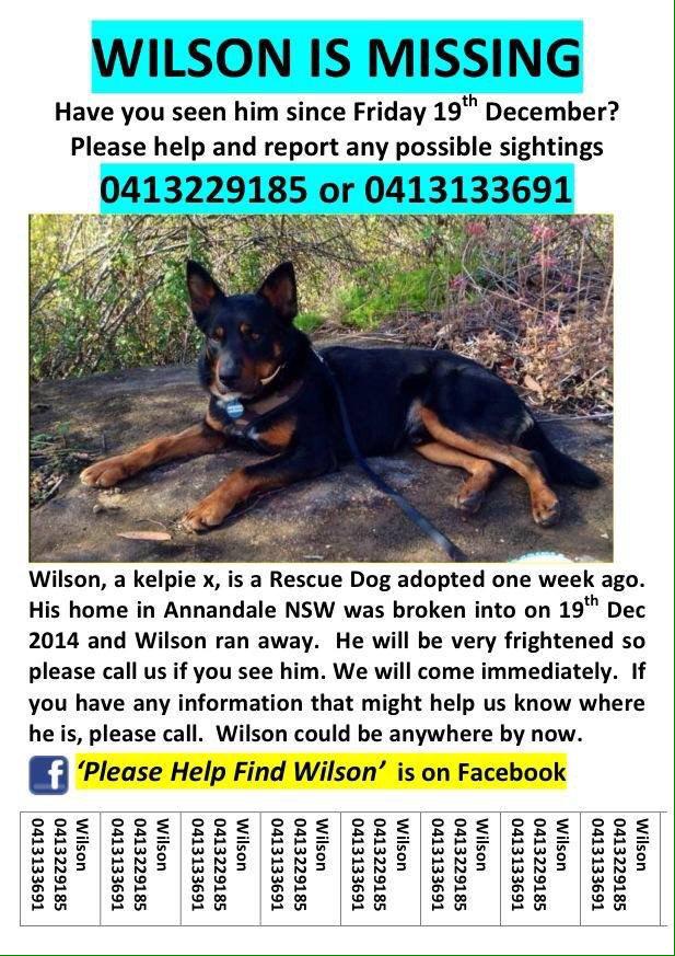 TinaY145's tweet photo. @RealLifeDave Please RT. Help us find Wilson the Rescue Dog! Missing from Annandale since 19/12 #pleasehelpfindwilson http://t.co/YVbdw3w6t7