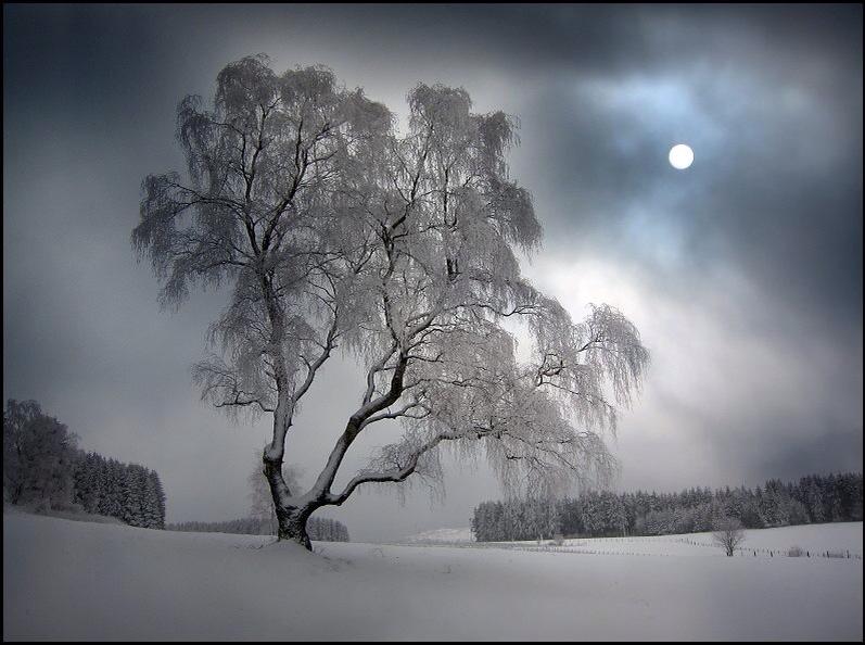 TravelnKids's tweet photo. Moon &amp; Tree by Veronika Pinke #zen https://t.co/jqGqaLPKaT rt @Gabriele_Corno @GWPStudio