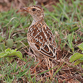 Girumie's tweet photo. The very rare Endemic Liben Lark is so gorgeous !! http://t.co/Qca4AXOhFb