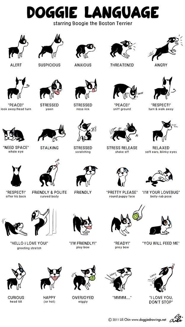 JacksonCreekVet's tweet image. What&apos;s your dog really saying? #doglanguage @JacksonCreekVet