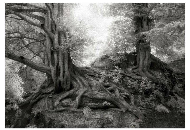 vinododunghat's tweet photo. Ancient Trees: Photographer Beth Moon's portraits of the oldest trees on Earth. #Tree4Nature
 http://t.co/Y0HV3DzUgN http://t.co/iW02ZATZsP