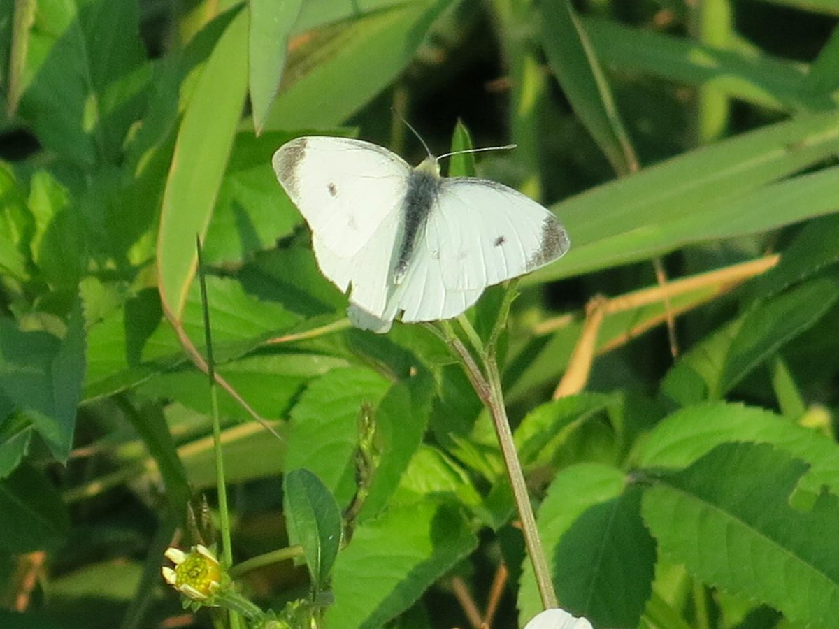 plushism's tweet photo. #Butterflies .... #蝴蝶 #insects #nature #taiwan #kaoshuing #foto #photography #canon http://t.co/aNCe4IpYLZ