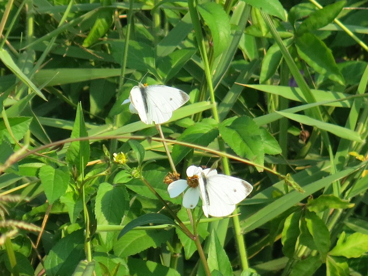 plushism's tweet photo. #Butterflies .... #蝴蝶 #insects #nature #taiwan #kaoshuing #foto #photography #canon http://t.co/aNCe4IpYLZ
