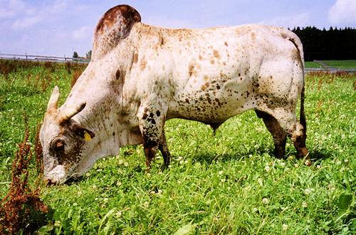razasdelmundo's tweet photo. ZWERG ZEBUS es una raza originaria de Alemania, utilizada para la producción de carne! #razasdelmundo http://t.co/IrfZFiuFsx