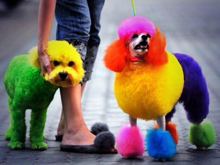 If Michael van Gerwen and Peter Wright were dogs... #lovethedarts