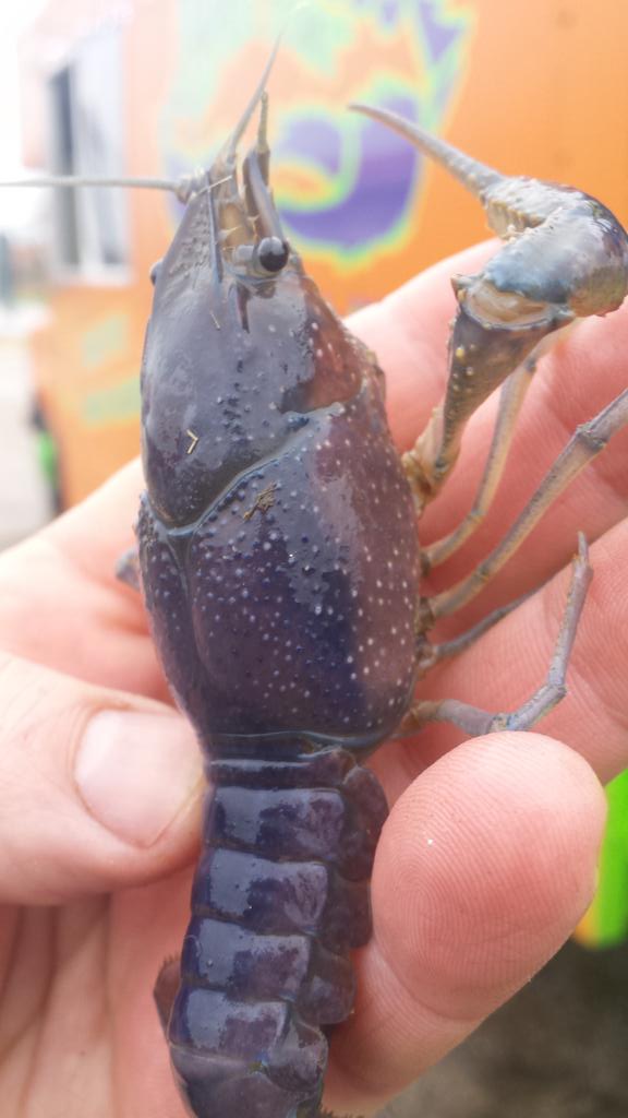 mobilemudbugs's tweet image. First blue crawfish of the year!! Pretty rare find. We only get 1 or 2 a year