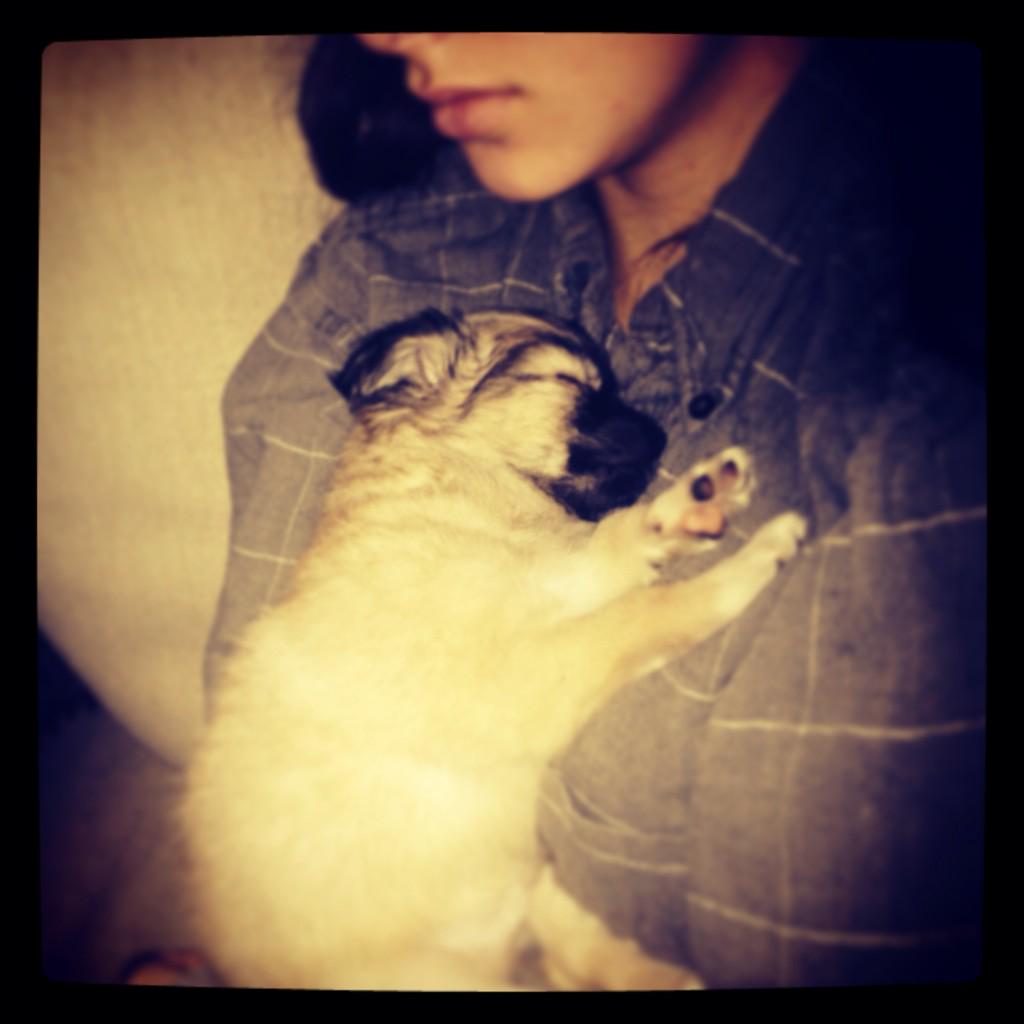 nikkidempsey5's tweet photo. Welcome Diego Dempsey🐶💗 http://t.co/2bztEEWTmE