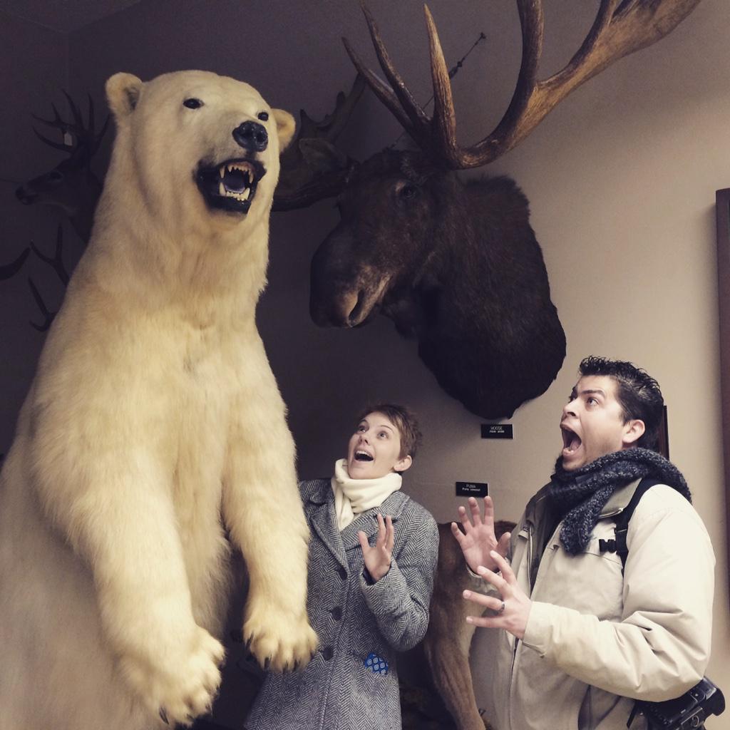 JasonHalley_CSU's tweet image. We found a polar bear and moose in the Vertebrate Museum part of Dept of Biology at #ChicoState #emptycampus