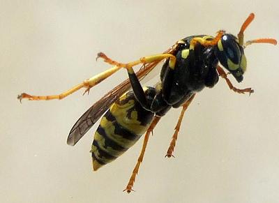 LineaAnimal's tweet image. La cintura perfecta ( La Avispa ) linea-animal.blogspot.com