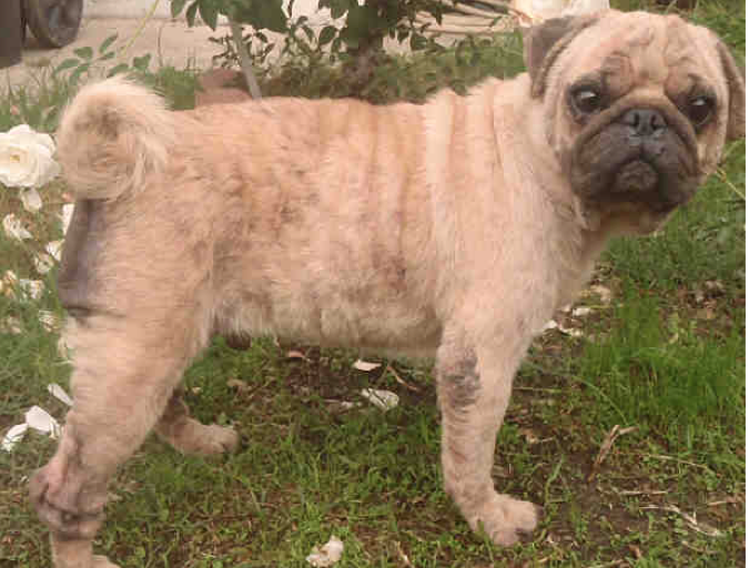PugNationRescue tweet picture