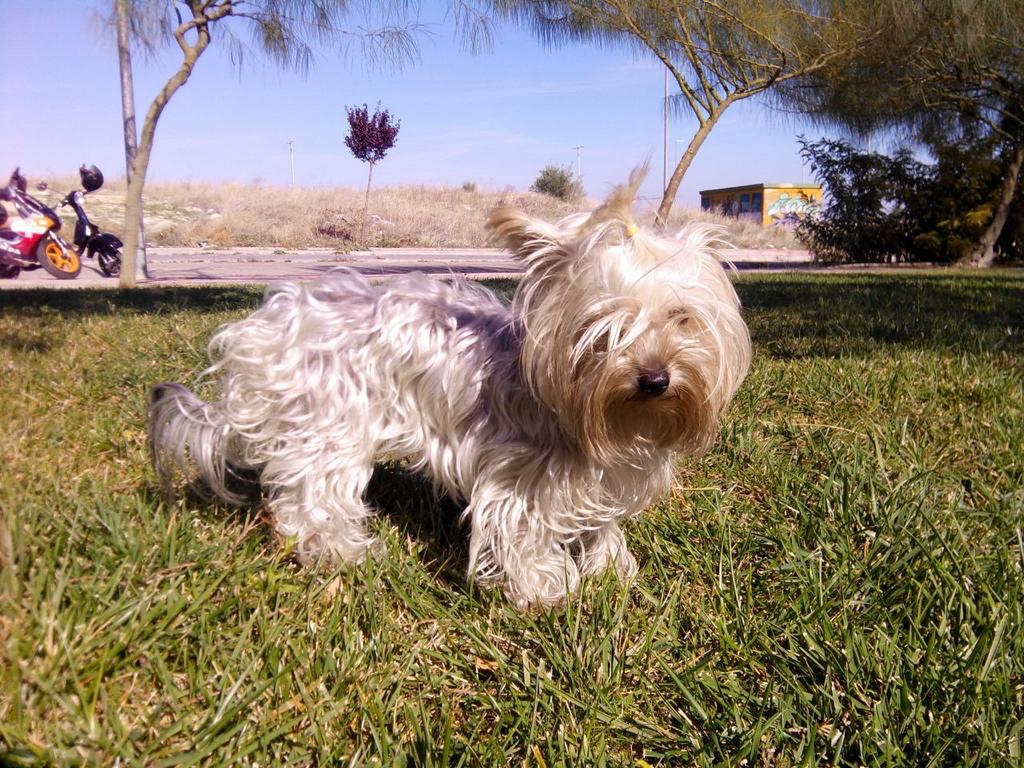 victorpm89's tweet photo. Perrita pérdida en la ciudad de los niños (moly)  si alguien sabe algo manden retuit @CondondeJaen http://t.co/bkw34vaVxD