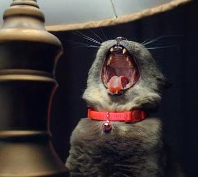 BMinaD's tweet photo. : “@tarihianlar: Sadece Kedi Sahiplerinin Maruz Kaldığı 16 Acayip Hareket http://t.co/ecdKmszVFv http://t.co/pqNuoVpFLb”😂😂👍”