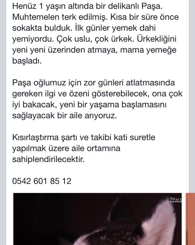 TCylz's tweet photo. HUSKY OGLAN YUVA ARIYOR!!@evsiz_hayvanlar @sosyopet @sokakcanlari @YuvaAriyorum @Kopekli  @haysevder @hayvandostlar1 http://t.co/05mU9i4lEv