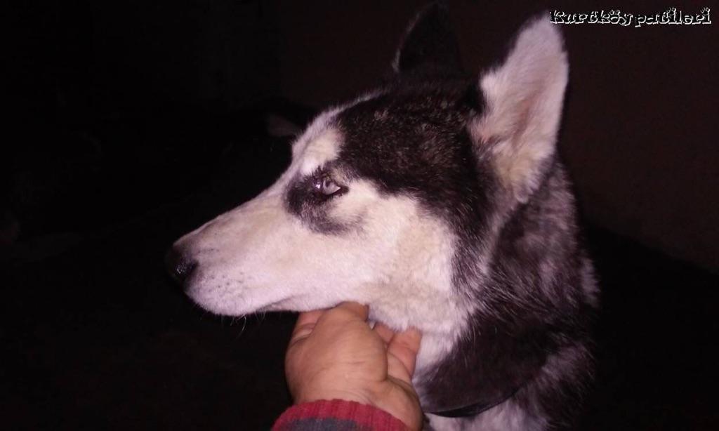 TCylz's tweet photo. HUSKY OGLAN YUVA ARIYOR!!@evsiz_hayvanlar @sosyopet @sokakcanlari @YuvaAriyorum @Kopekli  @haysevder @hayvandostlar1 http://t.co/05mU9i4lEv
