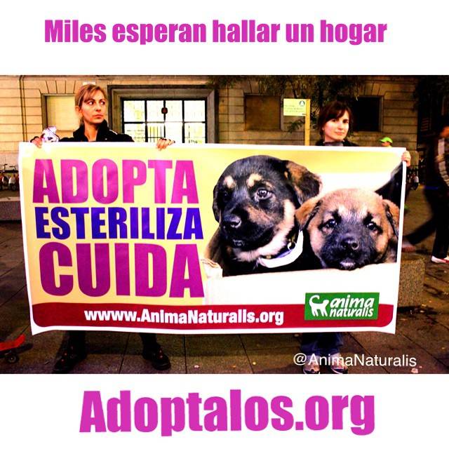 AnimaNaturalis's tweet photo. Esterilizar es barato.¡Salvar VIDAS no tiene precio! Sé parte del cambio! #NoCompresAdopta  http://t.co/0aH8IOZbZm http://t.co/jCPwpjLp6X