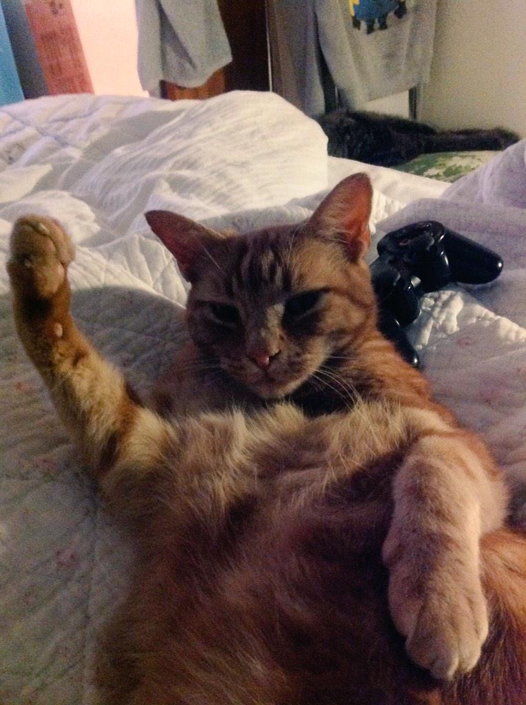 tokyosexwhale's tweet photo. Cat has come home drunk and is now trying to show me his muscles. http://t.co/5r2EtsXurN