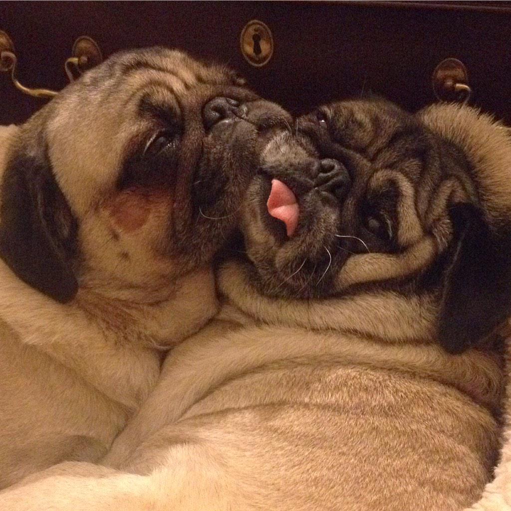MaggieMiloPugs's tweet photo. This can't be comfortable, can it?
#pug http://t.co/qFnrVtxh8S