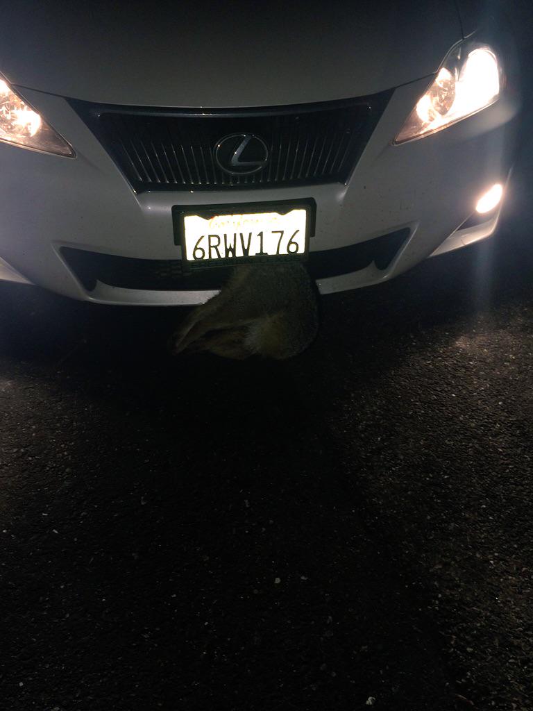 maryannrosayyy's tweet photo. When @shelbyrichelle hits a fox and I have to pull it out of the front end! Lol #ripmrfox http://t.co/3vAgRzxfWh