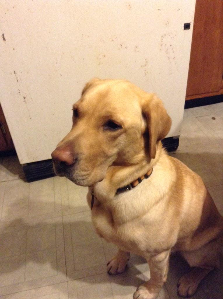 themikebisson's tweet image. Gordy is PARTYING tonight. #nbnt