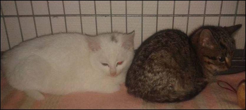 DE_HERENIGING's tweet photo. GEVONDEN: KAT
2 poesjes, wit en cypers
#KWERPS #BE #DHgev 6/1/15 https://t.co/EdFO2S4N5y http://t.co/4sb4LVXNSE